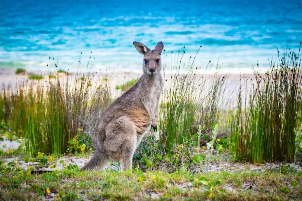 Australia