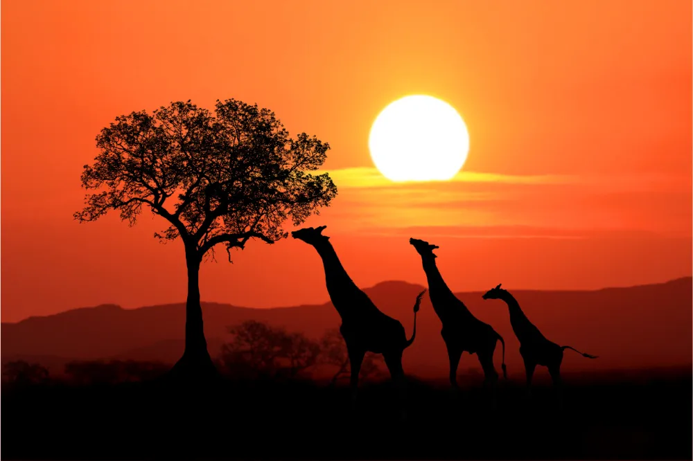 Sudafrica 2 1-Cts-Viajes
