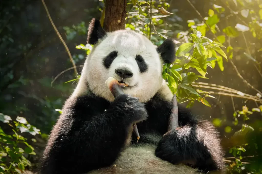 oso panda gigante china 1-Cts-Viajes
