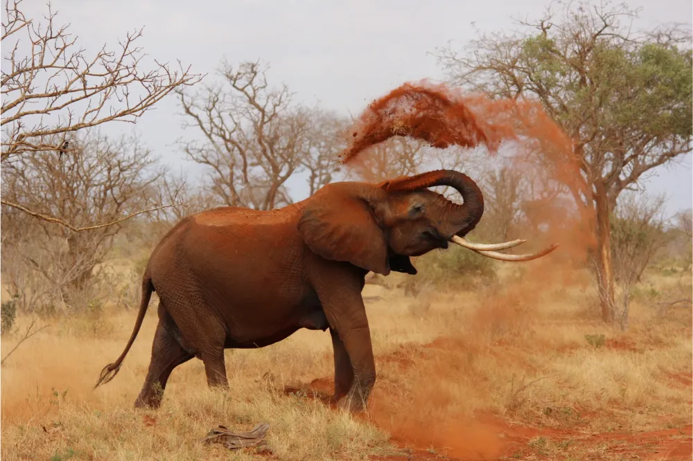 sudafrica (5)